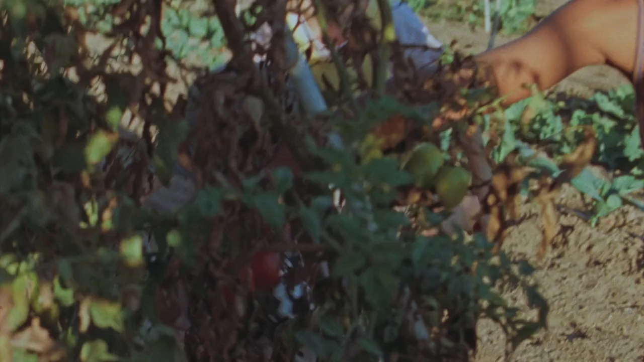 Pasos Seguros, Crecimiento Saludable